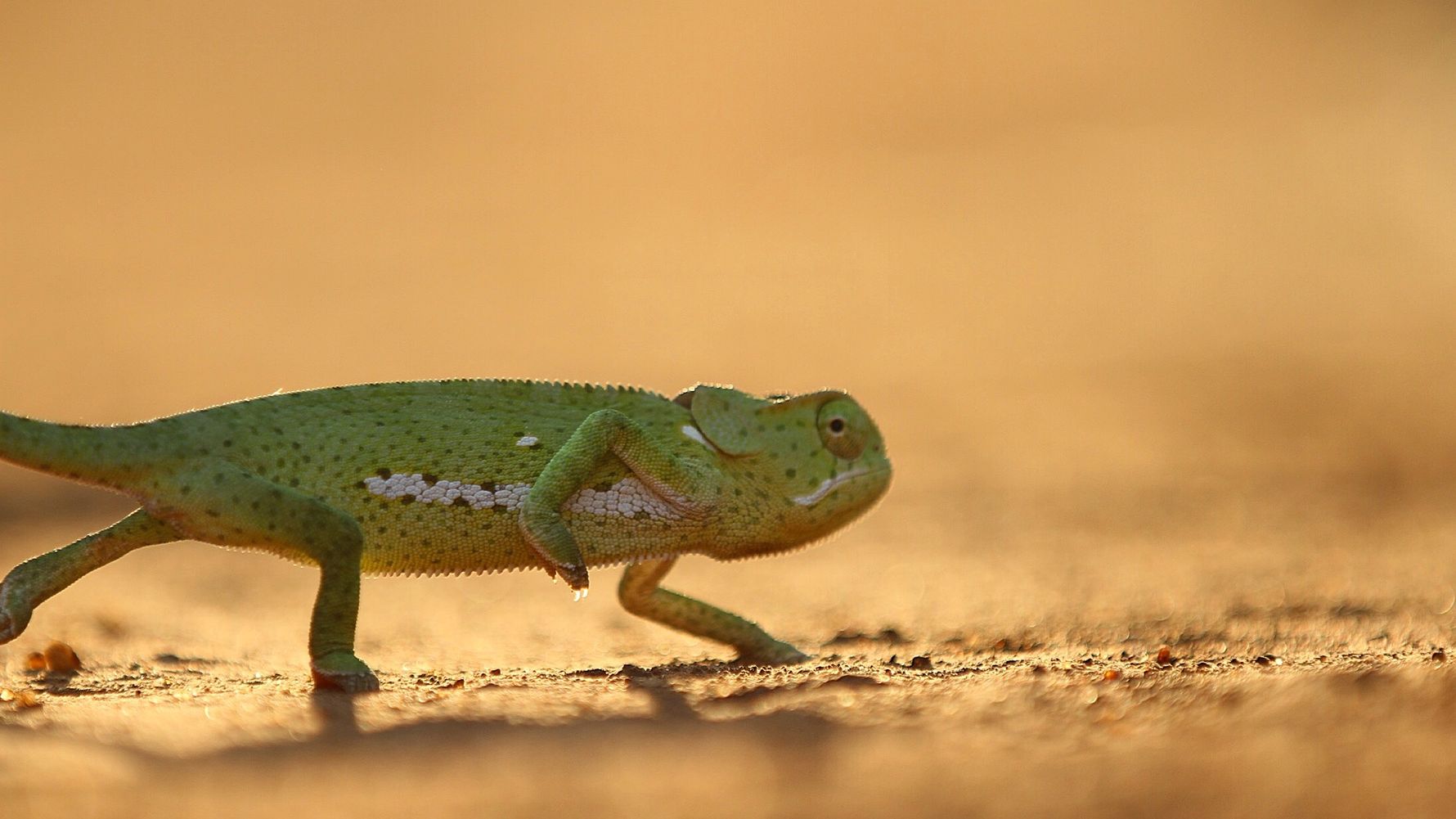 erfahrungsberichte-suedliches-afrika-pfg-rangerausbildung-kundenfotos-chamaeleon-natucate