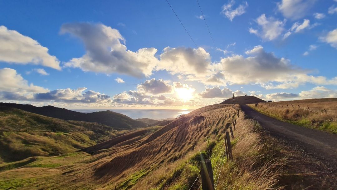 natucate-blog-review-volunteering-kauri-coast-ellie-landscape