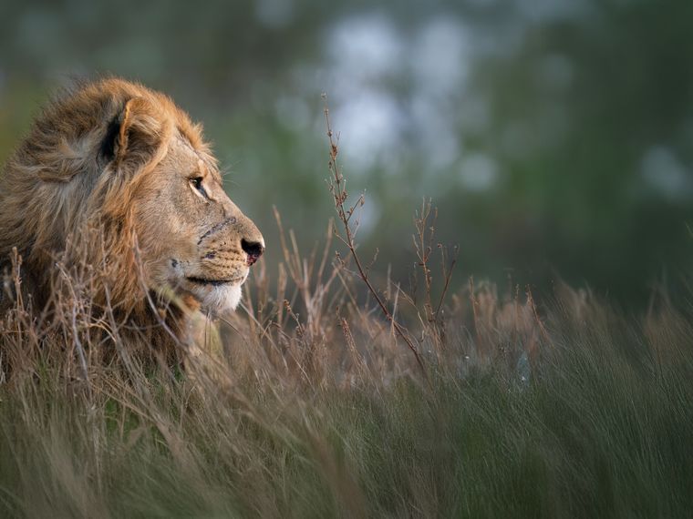 natucate-safari-okavango-delta-expedition-lion-grass