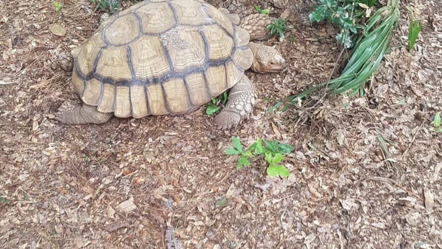 erfahrungsbericht-usa-florida-wildlife-vor-ort-tierschutz-schildkroete-natucate