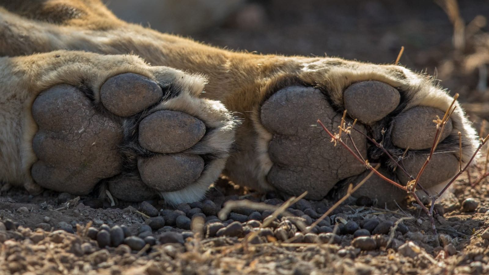 Aufnahme von Loewentatzen: Waehrend Deiner Rangerausbildung in Afrika lernst Du mehr ueber Loewen und andere afrikanische Saeuger