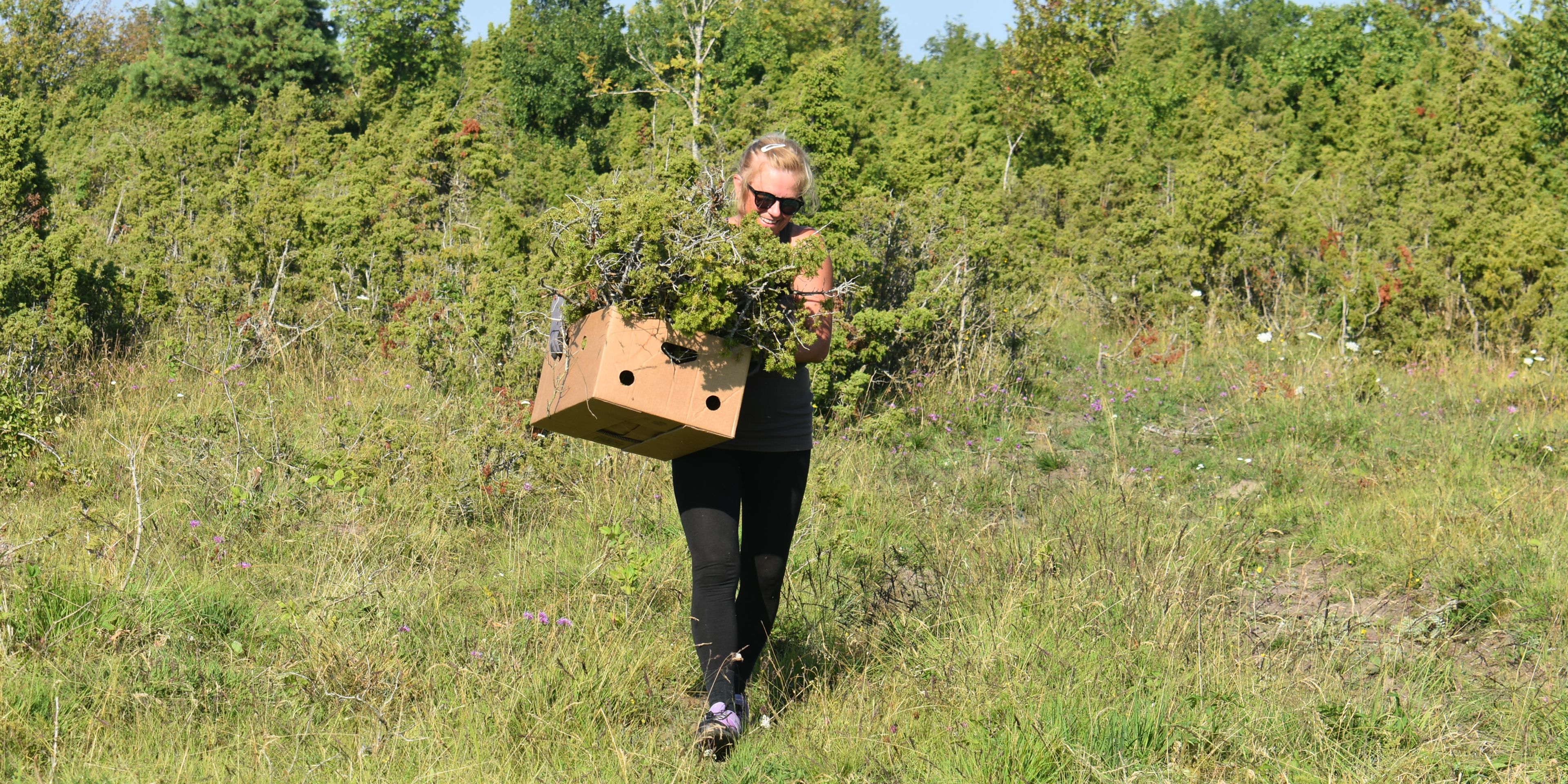 Freiwillige Helferin des Naturschutzprojekts in Estland traegt eine Kiste mit entfernter Vegetation