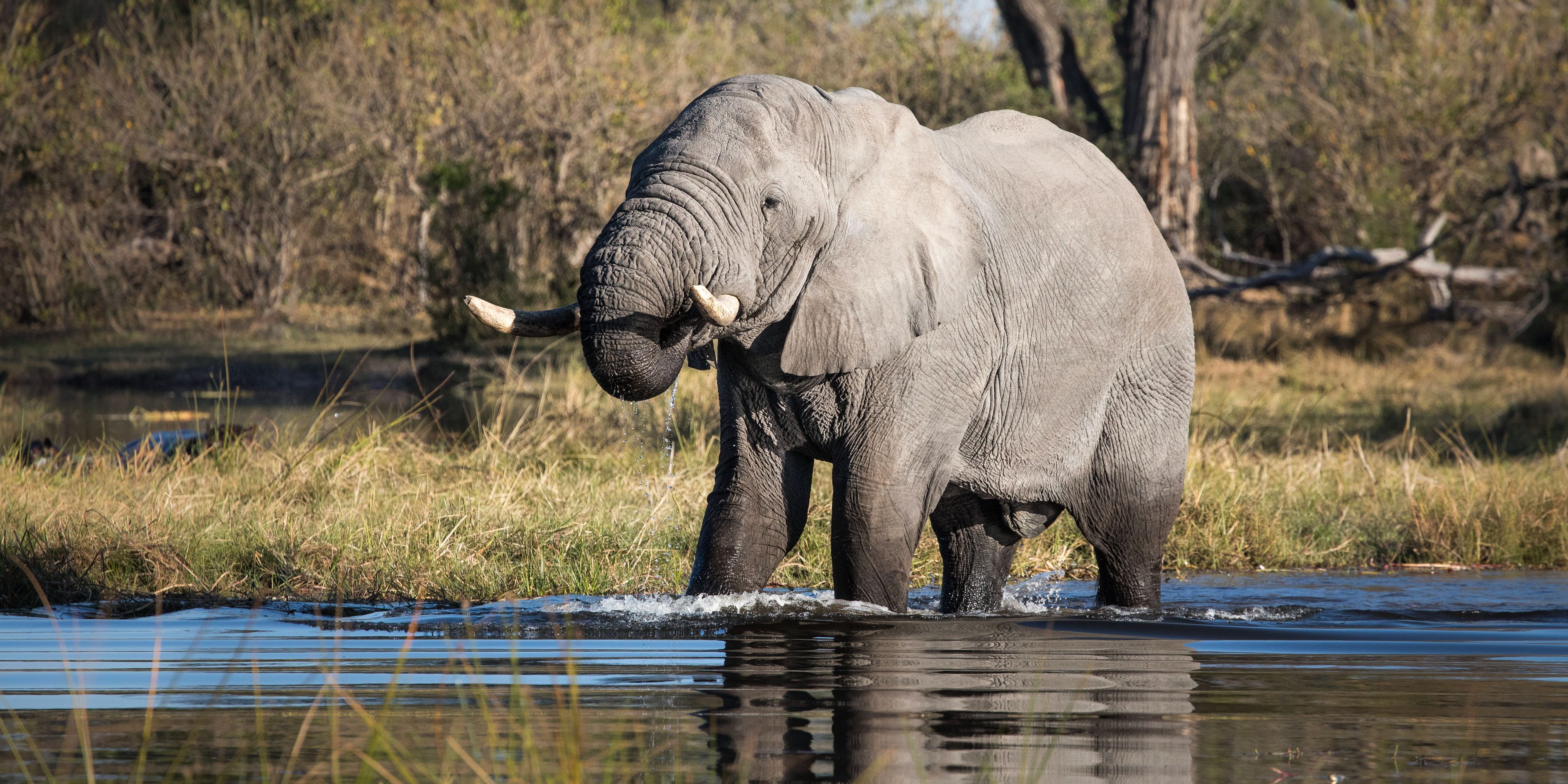natucate-pwe-botswana-khwai-elephant-river