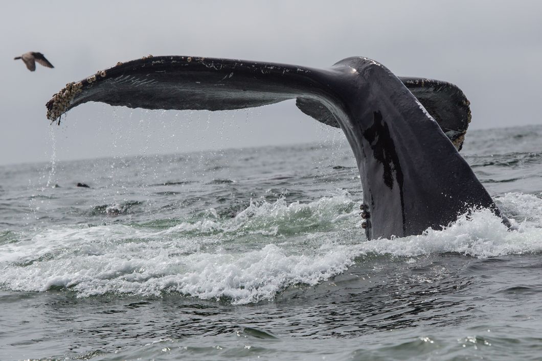 Wildlife in North America: Close-Up of a whale fin which is shortly going to disappear in the deep Pacific waters