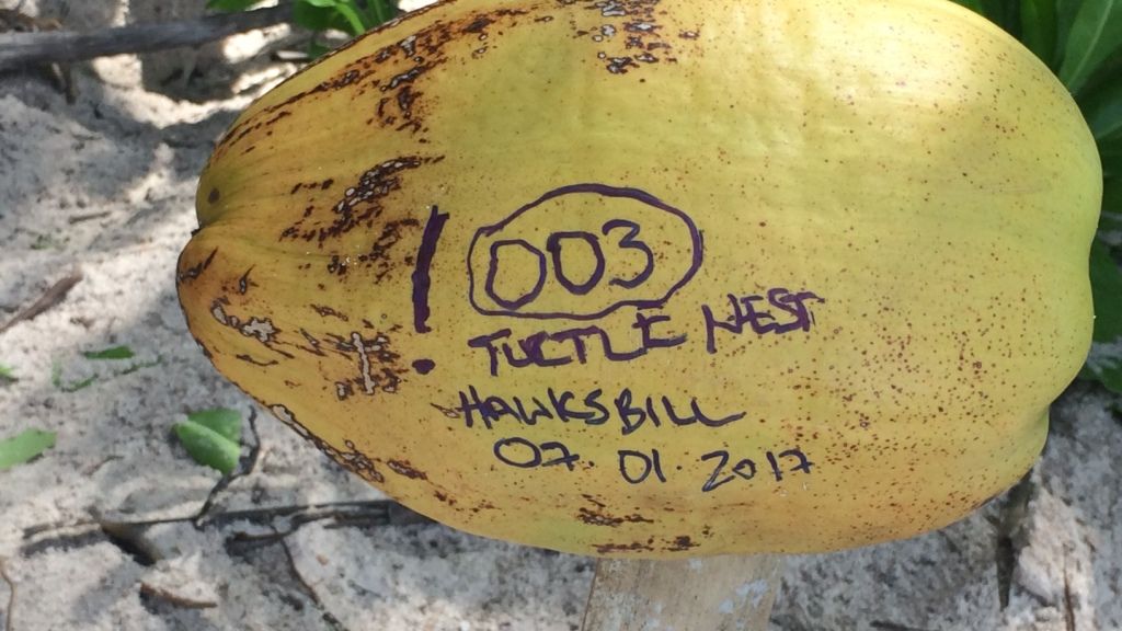 freiwilligenarbeit-seychellen-erfahrungsbericht-kundenfotos-artenschutz-schildkroeten-natucate