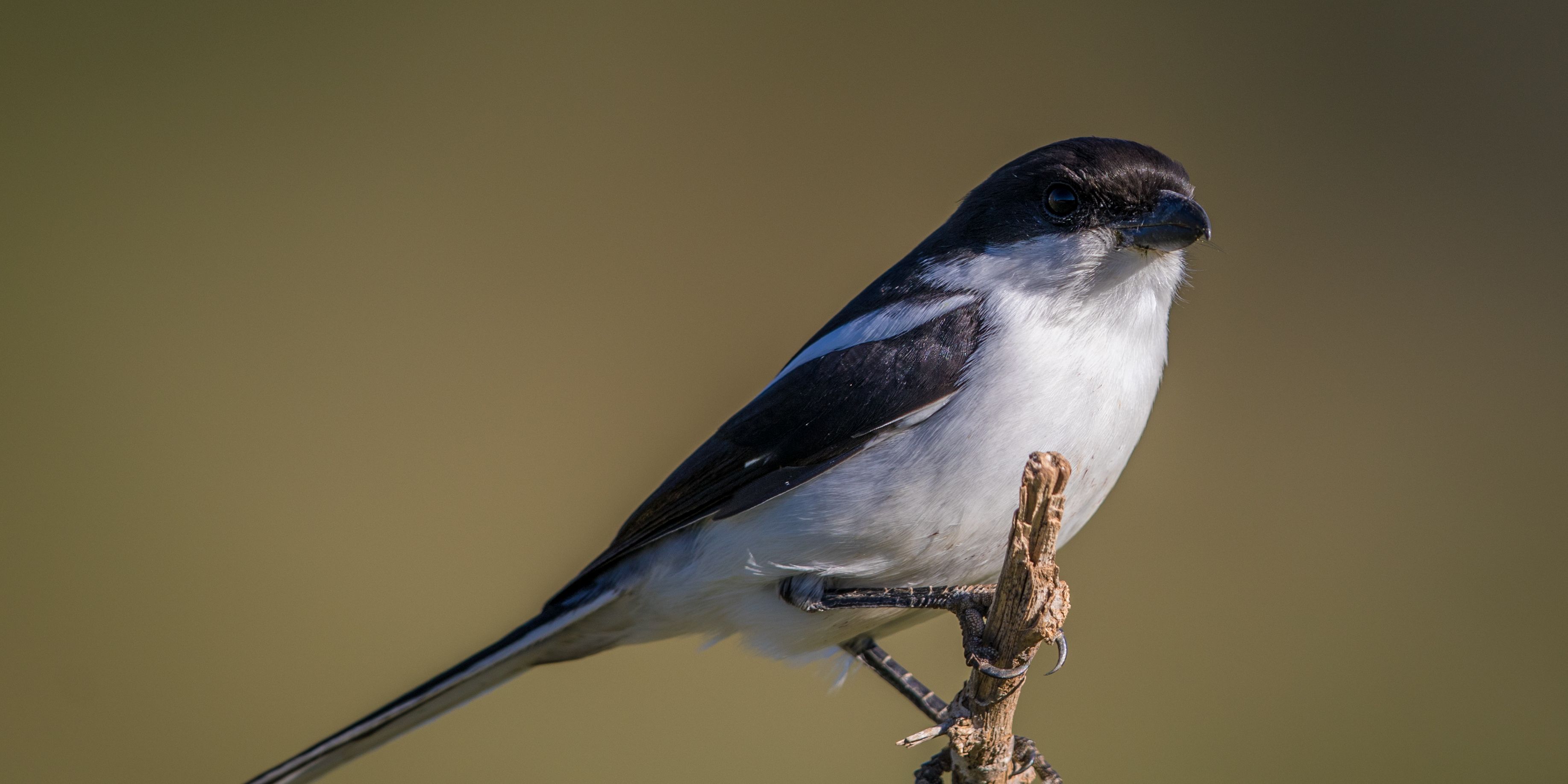 safari-botswana-abenteuer-okavango-delta-vogelkunde