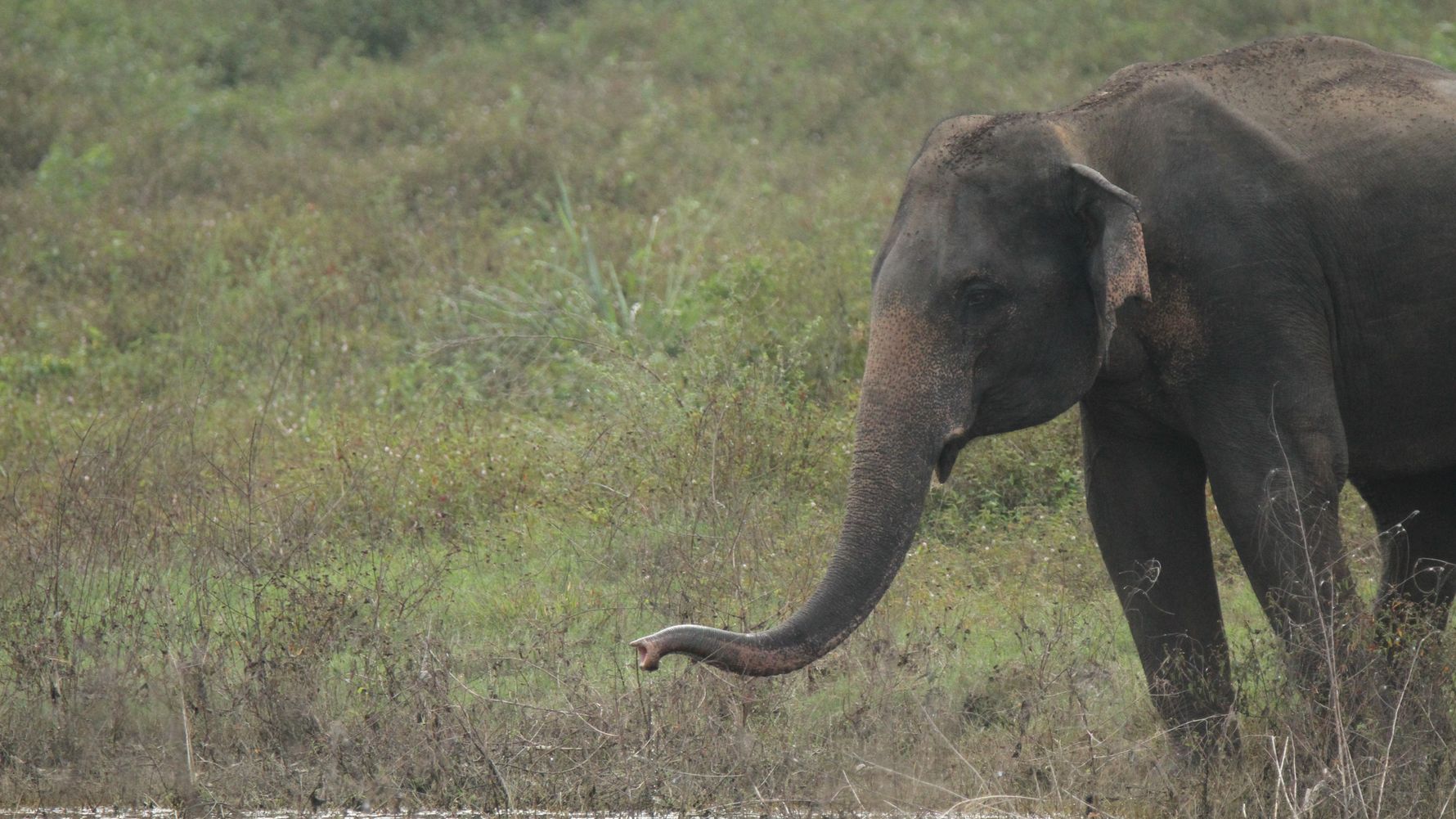 erfahrungsberichte-freiwilligenarbeit-sri-lanka-artenschutz-thomas-elefant
