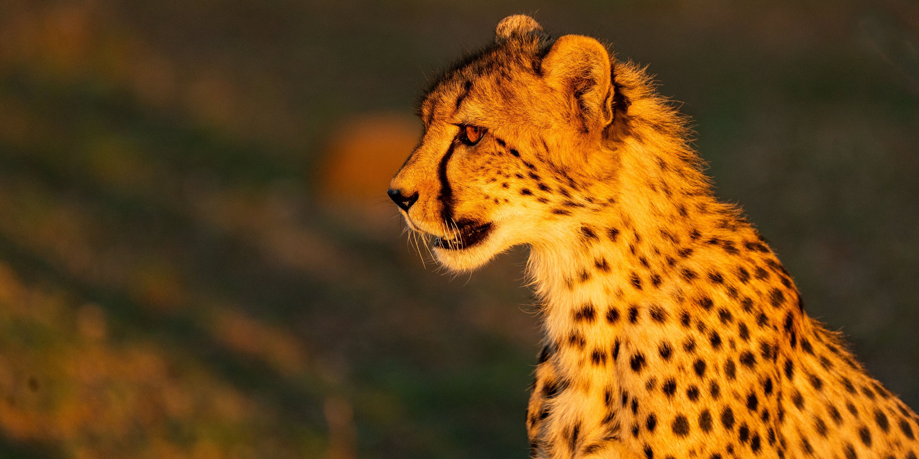 natucate-guide-course-south-africa-et-svenja-cheetah-head