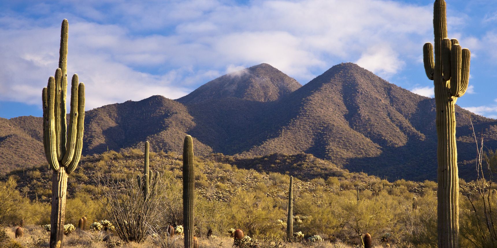Der Joshua Tree National Park ist fuer seine beeindruckende Pflanzendiversitaet besonders bekannt