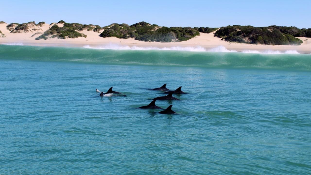 blog-ratgeber-suedafrika-ostkap-delfine-natucate