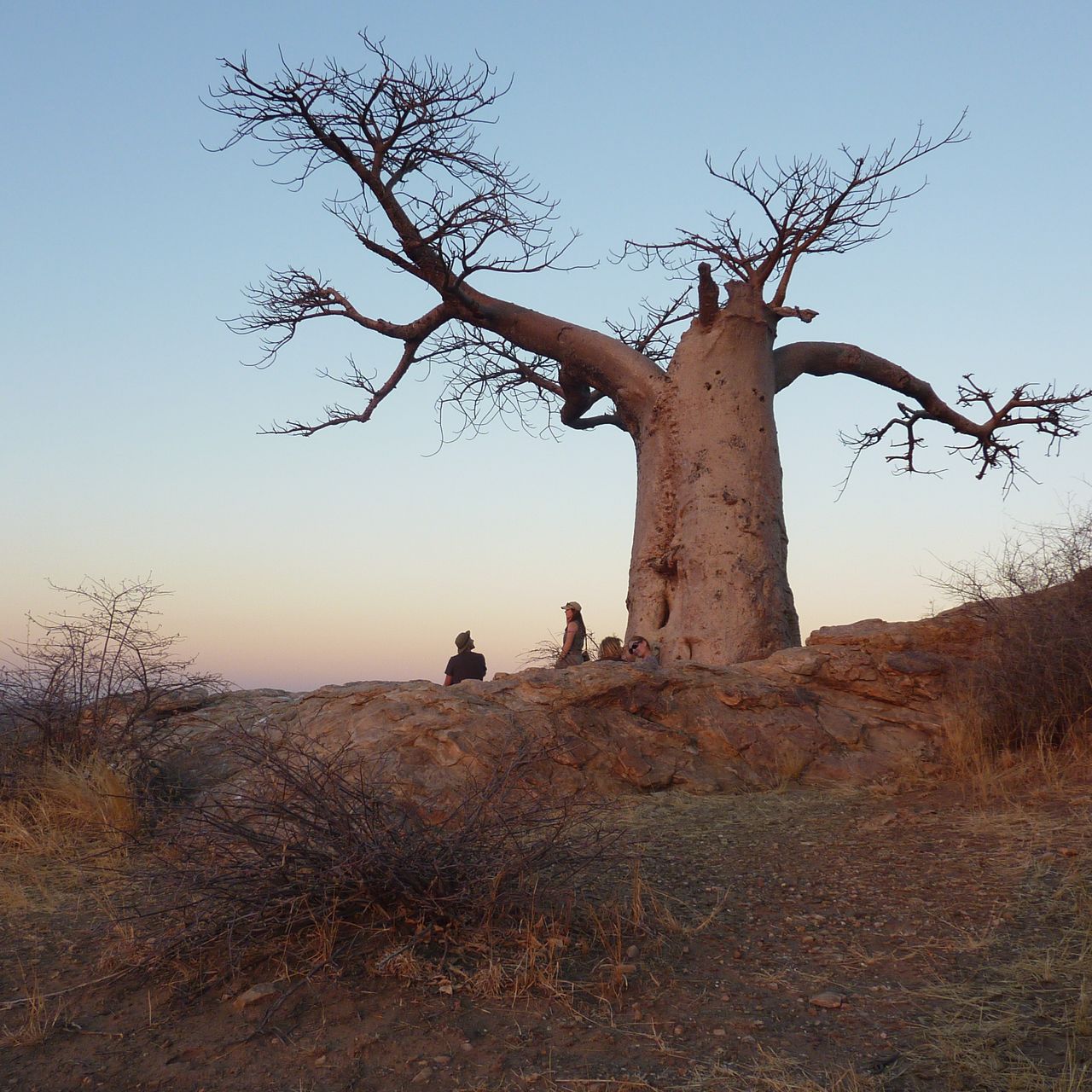 erfahrungsberichte-naturreise-afrika-private-wilderness-experience-lara-bobab-sonnenunterrgnag-natucate