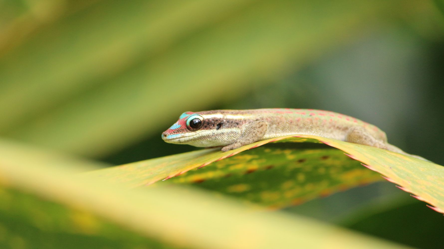 Lizards are living in the tropical forests of Mauritius