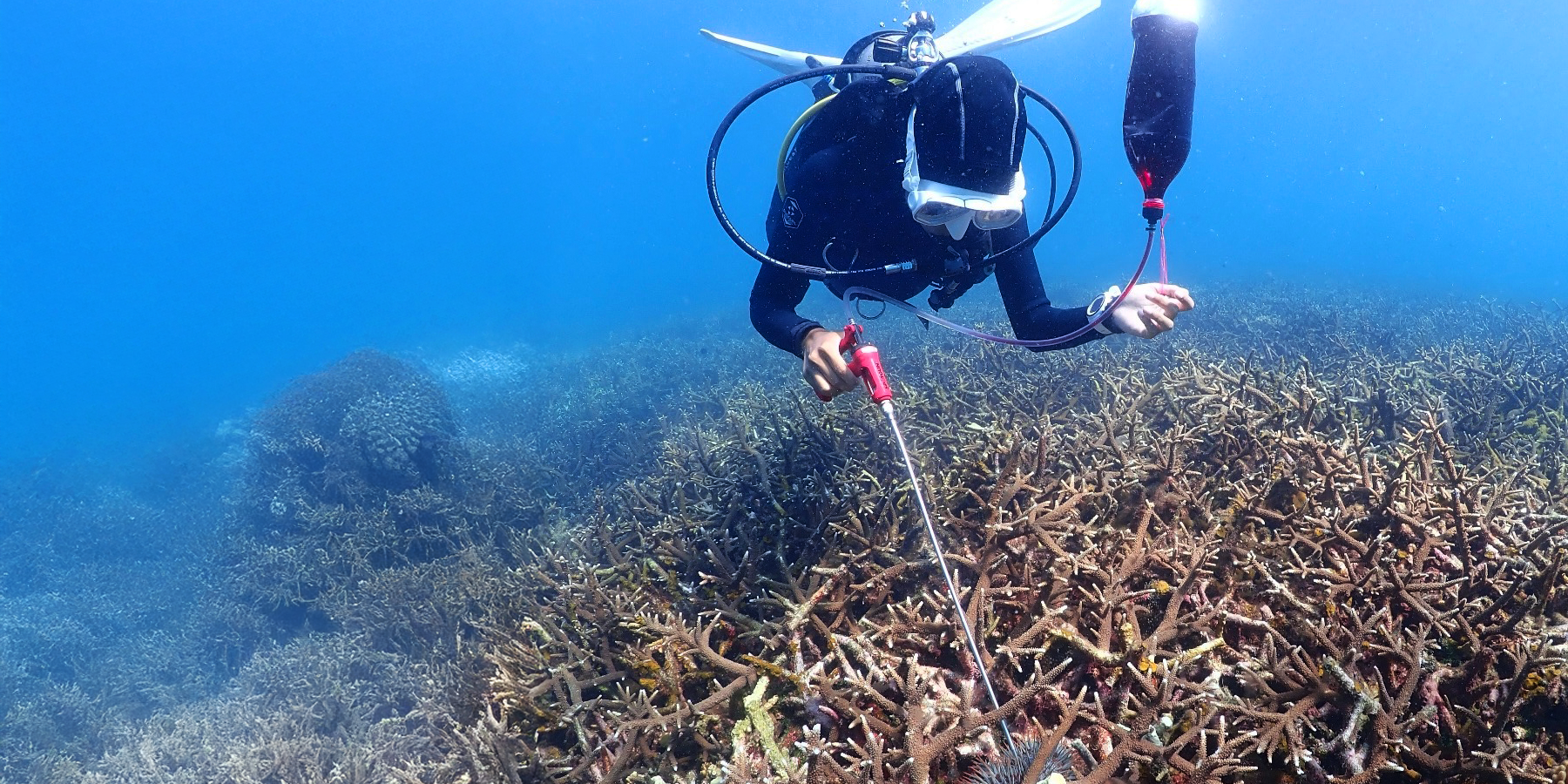 Diver measures coral reef