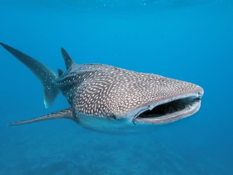 walhai-fakten-wissen-blog-natucate