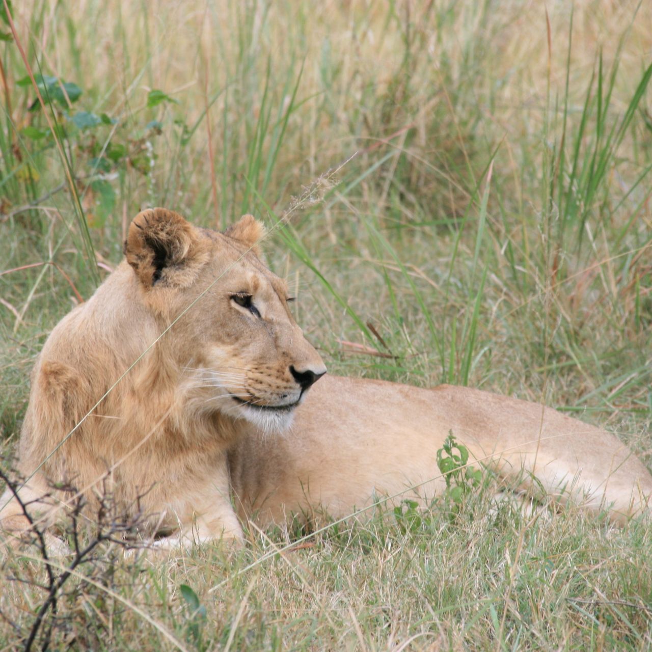 erfahrungsberichte-suedliches-afrika-field-guide-kurs-loewe-natucate