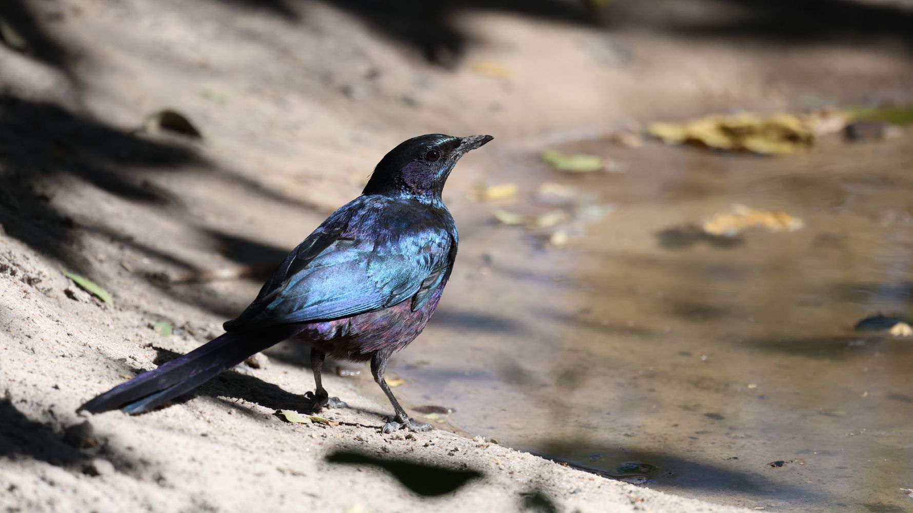 natucate-blog-ratgeber-wilderness-experience-balance-bird