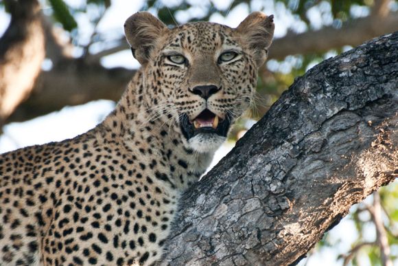 freiwilligenarbeit-suedafrika-wale-leoparden-leopard-baum-natucate