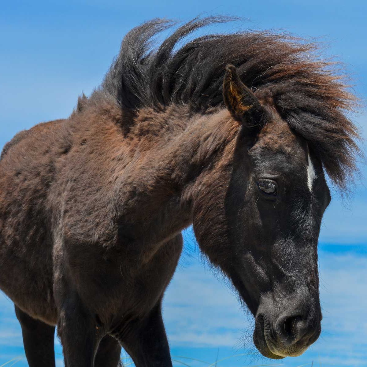 Sabbatical in Florida: Pferde pflegen