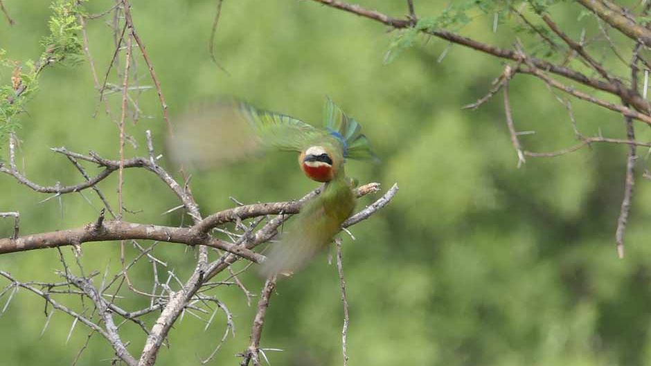 blog-sabbatjahr-chef-ueberzeugen-vogel-natucate