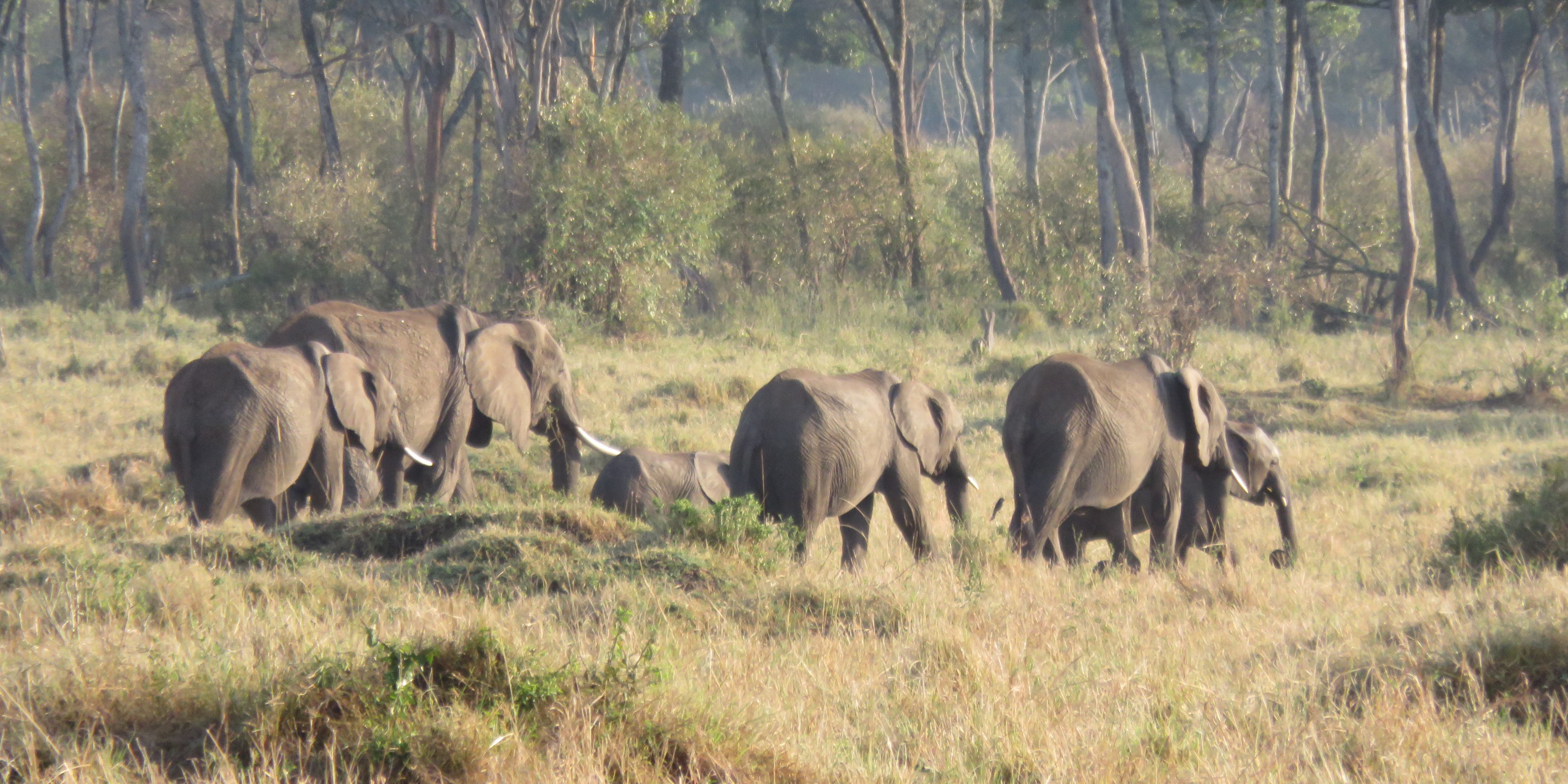 Eine Elefantenherde zieht im Sonnenaufgang durch die Masai Mara