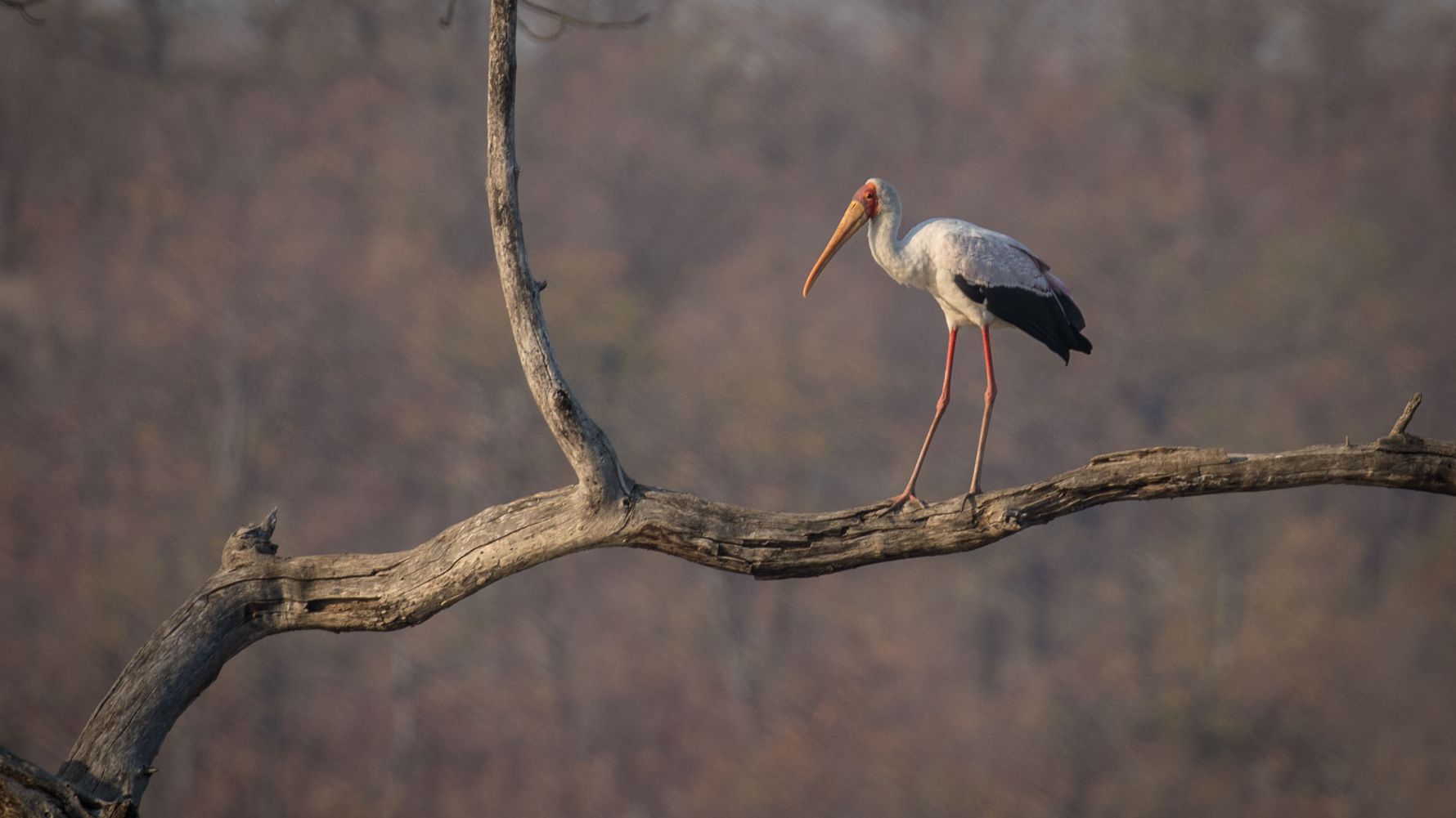 blog-sabbatjahr-wechsel-gkv-pkv-storch-natucate
