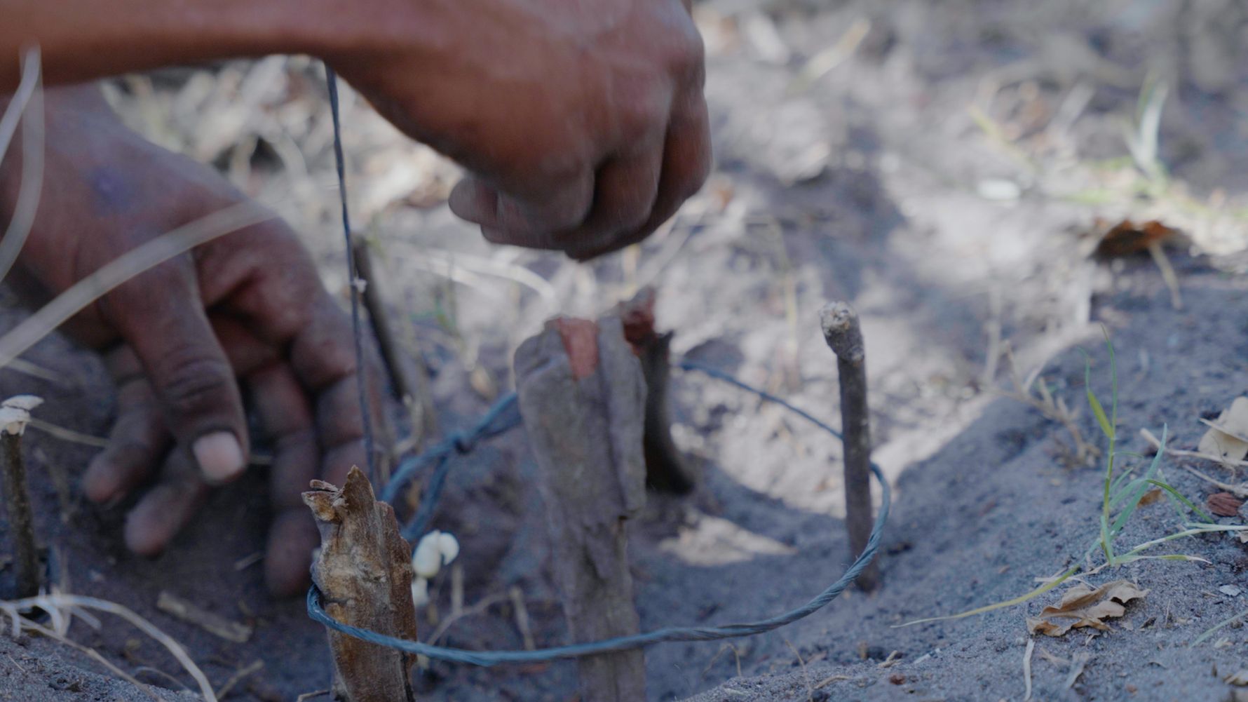 blog-wissen-das-volk-der-san-in-afrika-fallen-als-san-jagdmethode-natucate