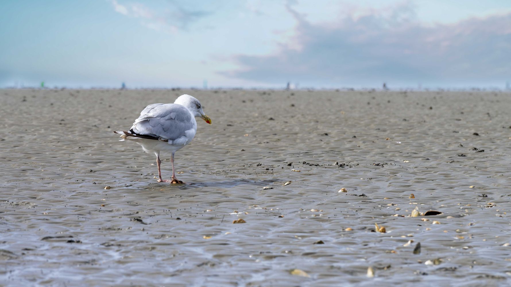 laenderinformationen-deutschland-wattenmeer-moewe-natucate
