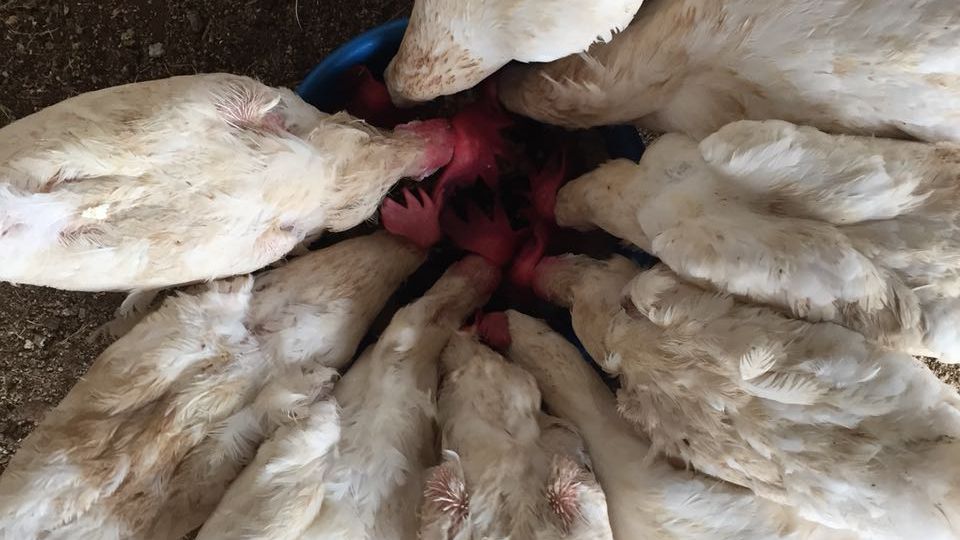 freiwilligenarbeit-usa-kalifornien-erfahrungsbericht-tierschutz-tiere-natucate