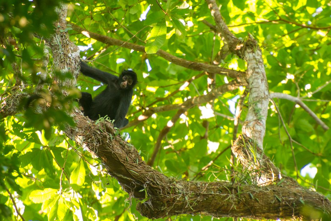 Die Rufe der Bruellaffen sind durch den ganzen regenwald des Amazonas zu hoeren