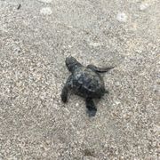 erfahrungsberichte-freiwilligenarbeit-costa-rica-schildkroetenschutz-nathalie-schildkroete-natucate