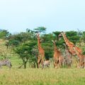 Giraffen und Zebras beim Fressen in der afrikanischen Savanne