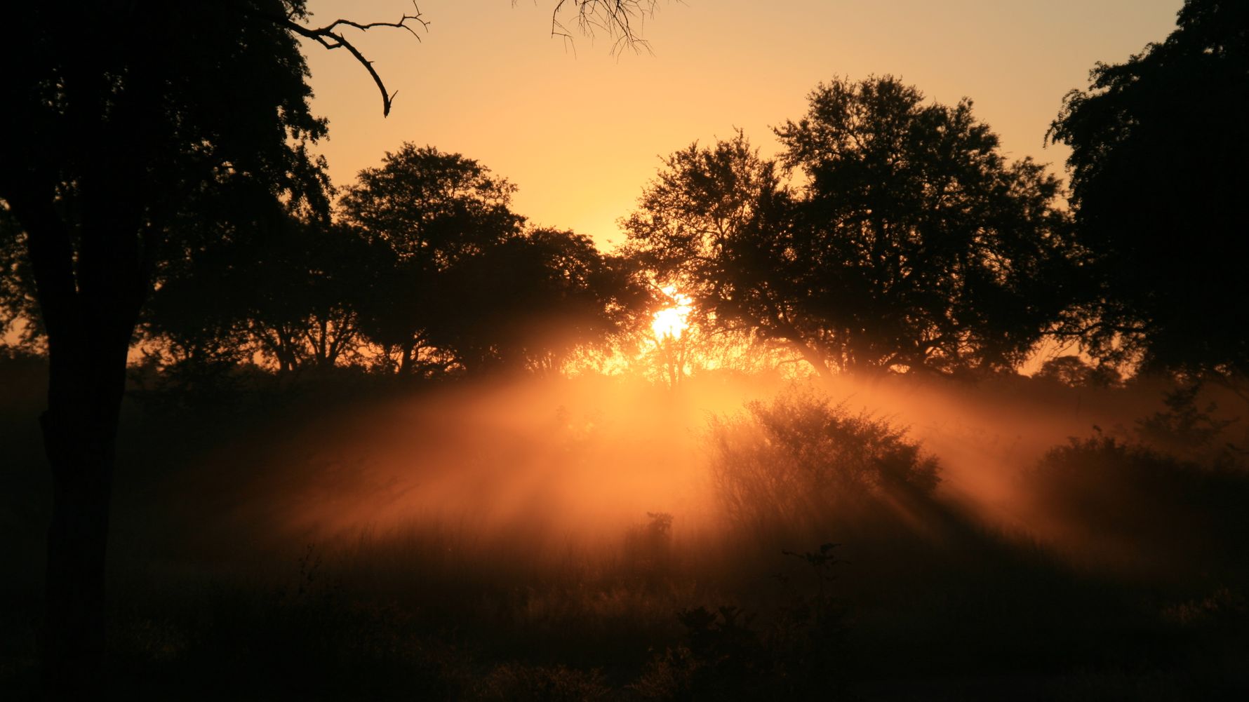 blog-ratgeber-botswana-khwai-konzession-sonnenuntergang-baeume-natucate