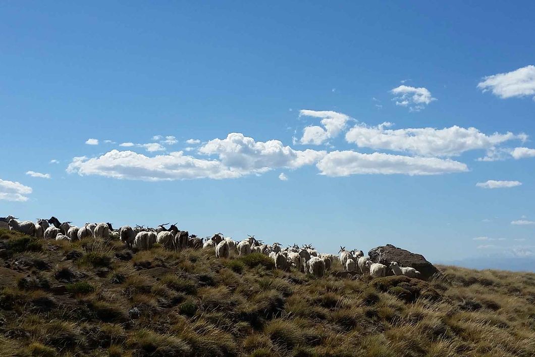 Eine Ziegenherde streift ueber die Wiesen Patagoniens auf der Suche nach einer geeigneten Futterstelle