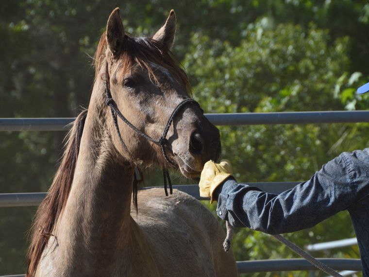 Gap Year in Florida: Ein Freiwilliger kuemmert sich um ein Pferd