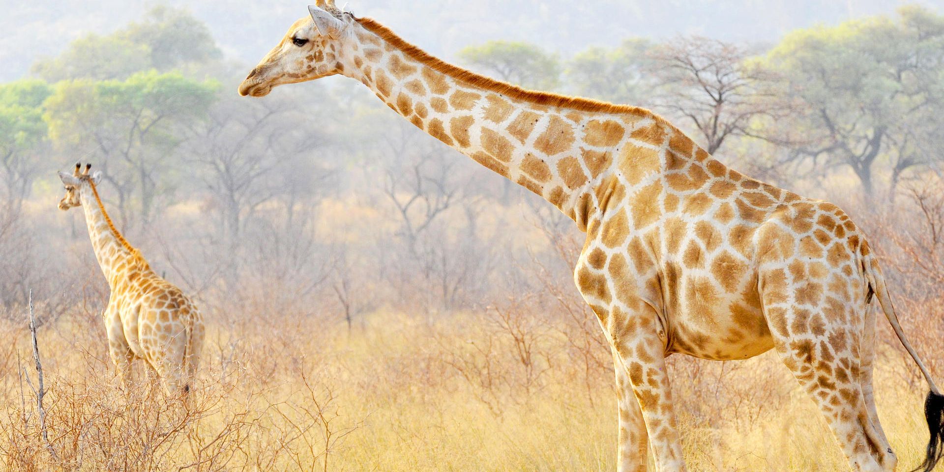 natucate-safari-namibia-waterberg-region-giraffes