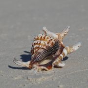 freiwilligenarbeit-seychellen-erfahrungsbericht-artenschutz-kundenfotos-muschel-natucate