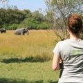 reiseorte-botswana-chobe-nationalpark-elefanten-natucate