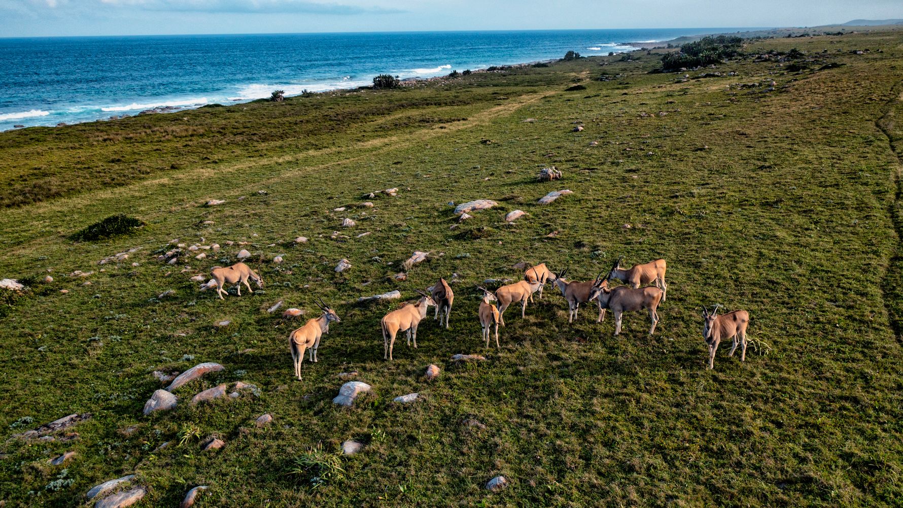 natucate-blog-wild-coast-eland-grasslands