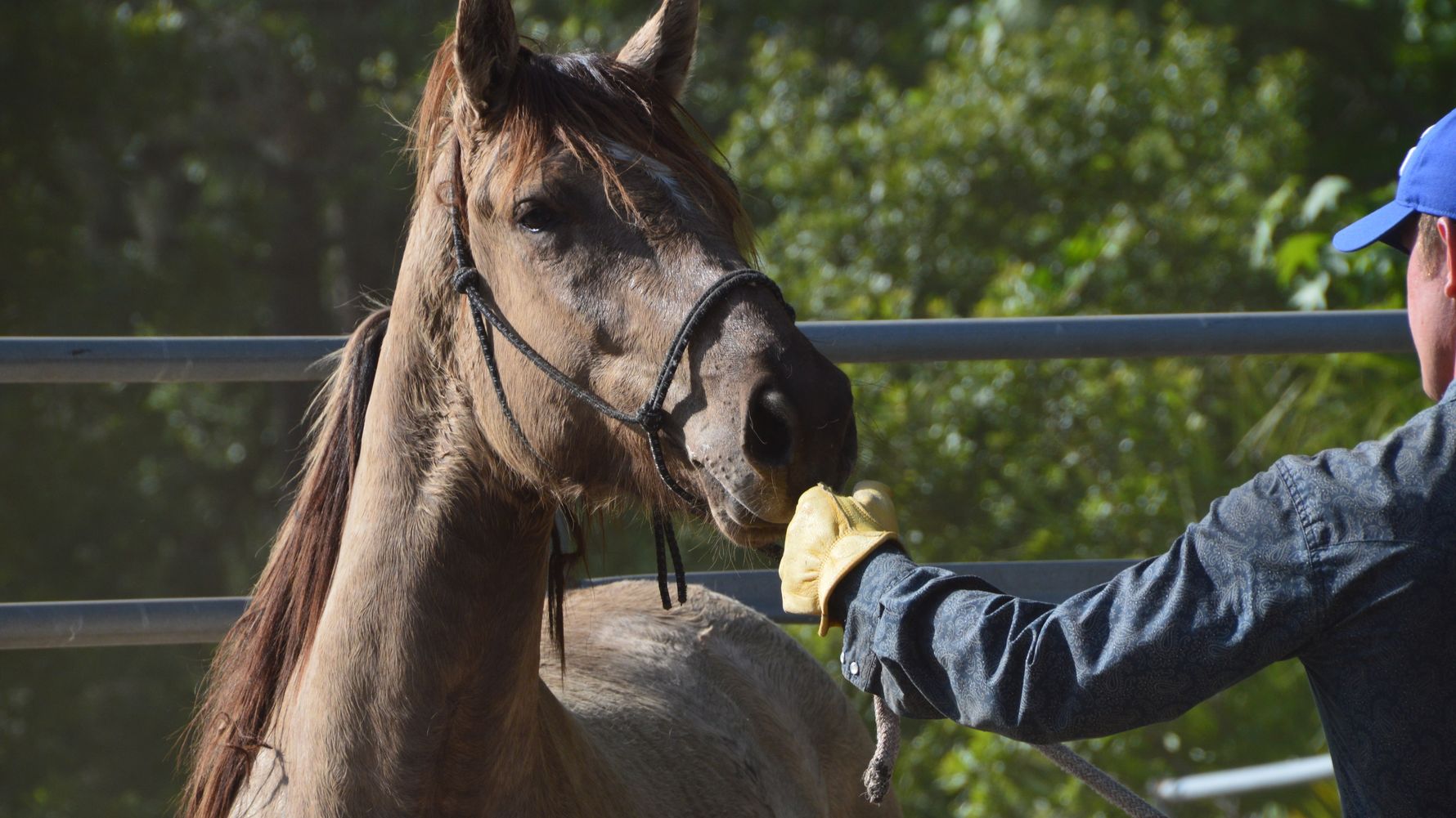 blog-ratgeber-englisches-pferdevokabular-pferde-natucate