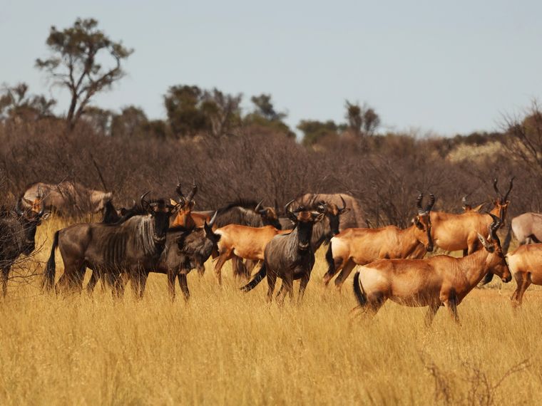 natucate-blog-review-james-kalahari-animal-herd