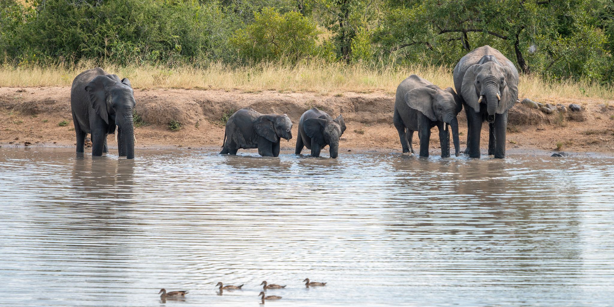 natucate-guide-courses-bw-elephant-herd-river