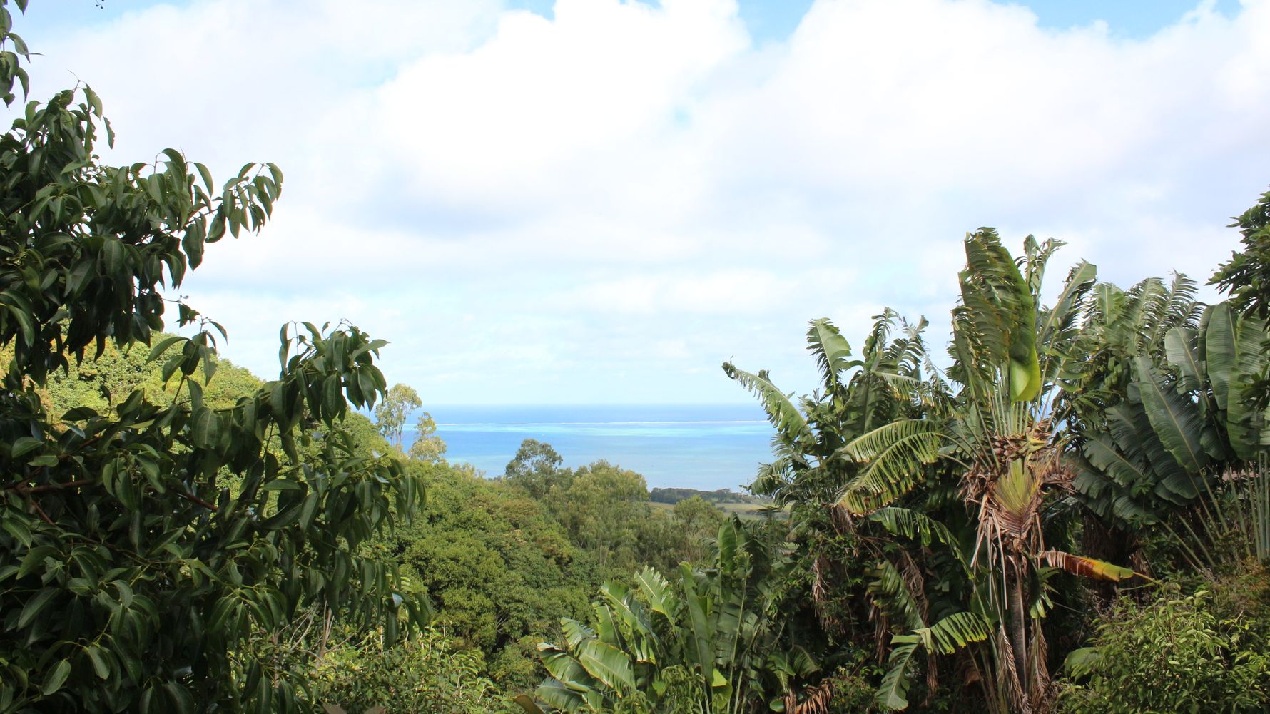 Looking over a tropical forest in Mauritius, the Indian Ocean in the background