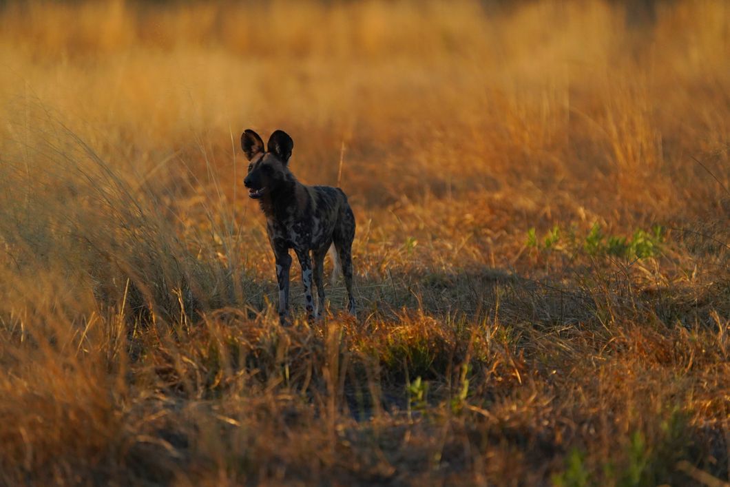Wild Dogs in the Okavango Delta