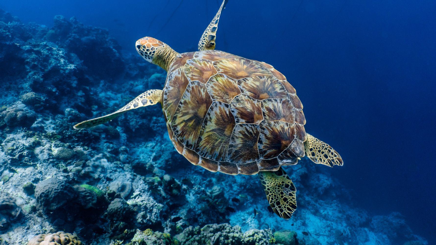natucate-blog-news-anniversary-turtle-ocean