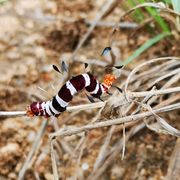 erfahrungsberichte-naturreise-suedafrika-ecoquest-caroline-raupe-natucate