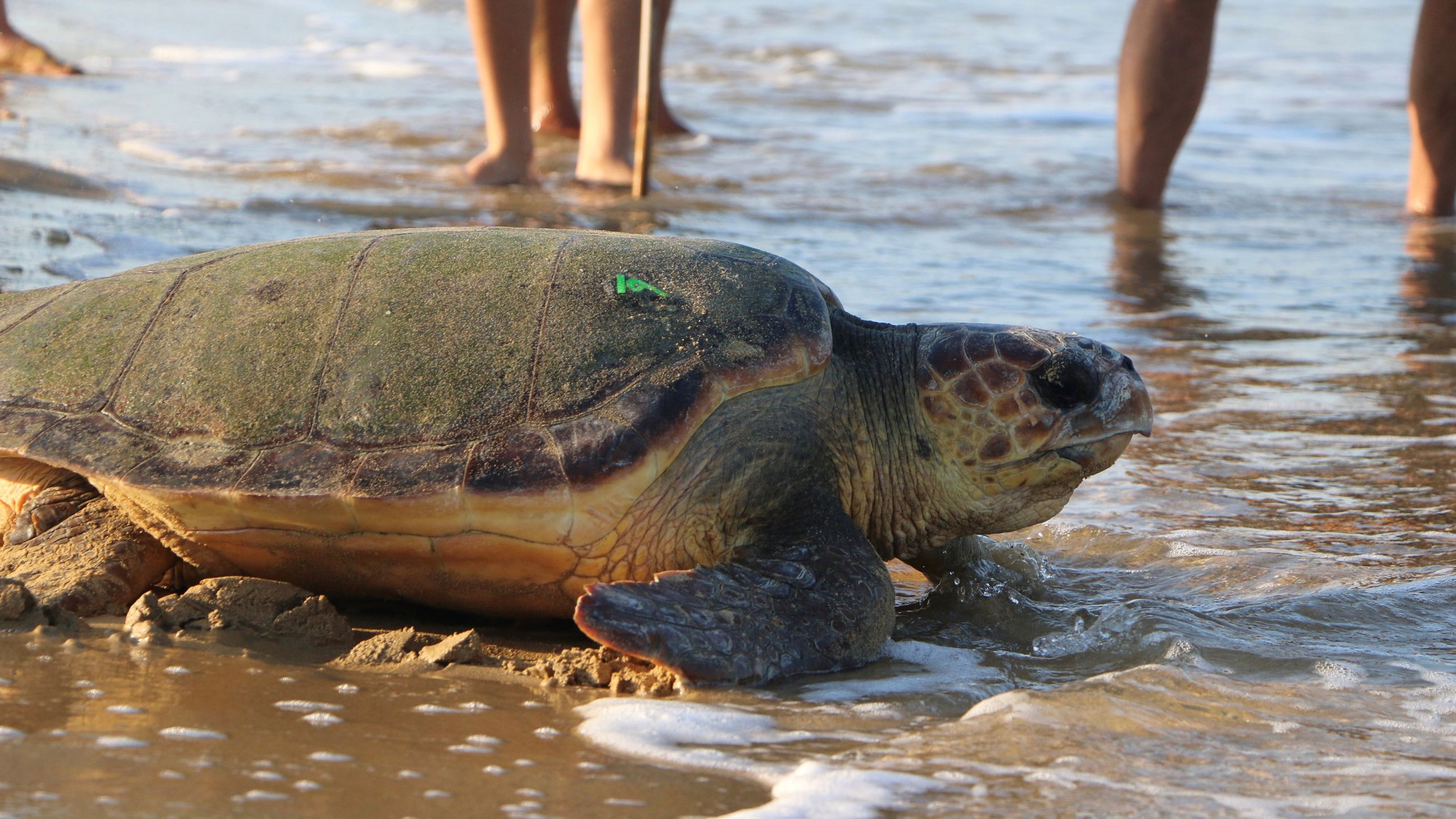 Sea turtle at the beach