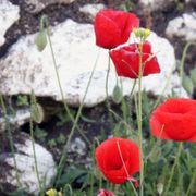 erfahrungsberichte-freiwilligenarbeit-portugal-wolfsschutz-blumen-robert-natucate