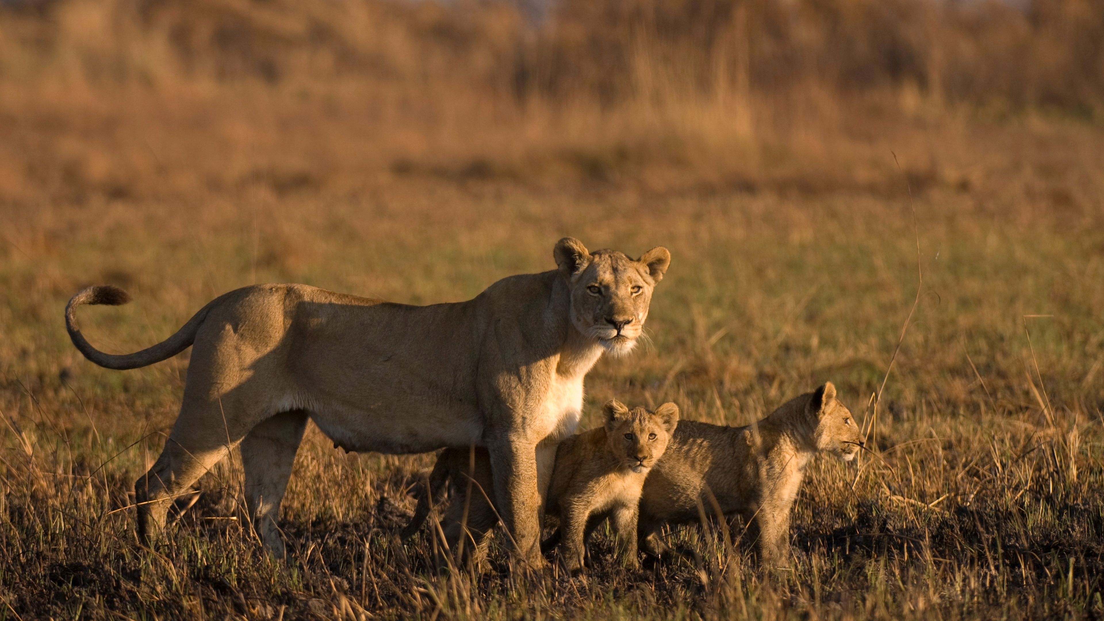 kafue-nationalpark-lioness-cubs