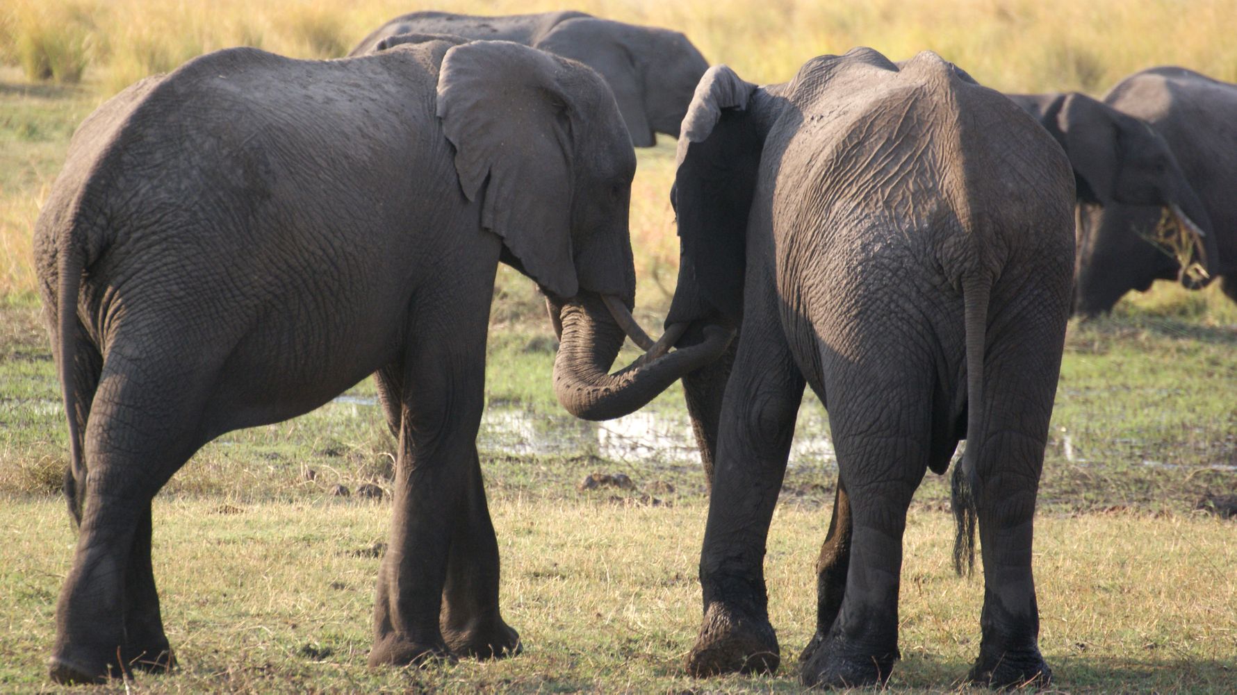 Safari Suedafrika: zwei Elefanten im Kruger Nationalpark