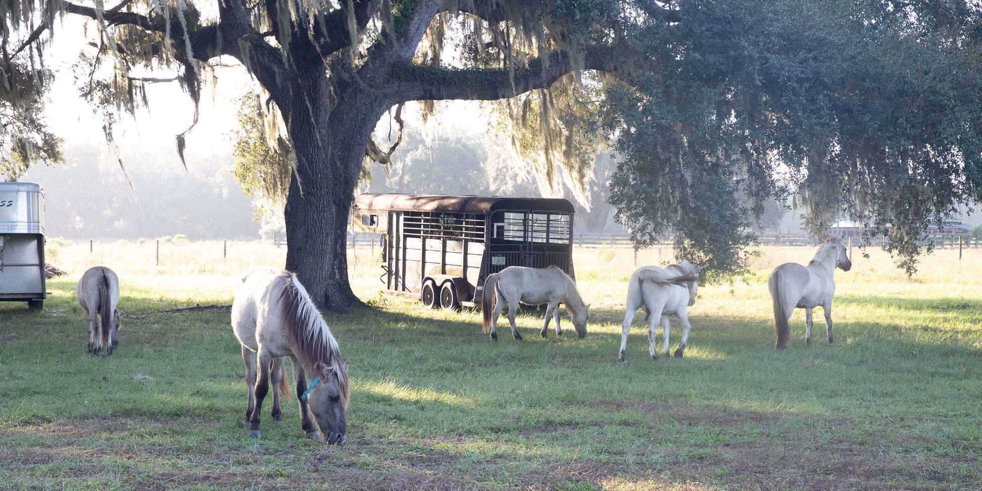 Weideflaechen um die Unterkunft bieten viel Raum fuer Pferde und Menschen
